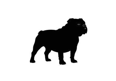 Boğa köpek silueti. Bu resim kaslı bir boğa köpek profilini tasvir ediyor, ayrıca bulldog ya da güçlü köpek olarak da bilinir. Clipart siyah illüstrasyon tasarımı.