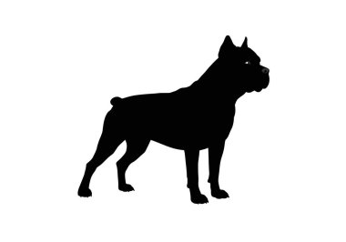 Cane corso silueti. Bu resim bir Cane Corso köpeğinin siyah siluetini gösteriyor, ayrıca İtalyan Mastiff ya da bekçi köpeği cinsi olarak da bilinir. Clipart siyah illüstrasyon tasarımı.