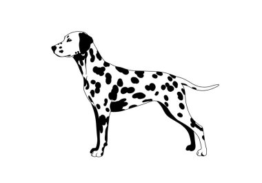 Dalmaçyalı silueti. Bu resim Dalmaçyalı profilini gösteriyor, ayrıca benekli köpek ya da koç köpeği olarak da bilinir. Clipart siyah illüstrasyon tasarımı.