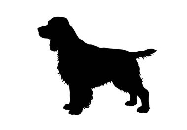 İngiliz springer spanyel silueti. Bu görüntü, bir İngiliz Springer Spaniel köpeğinin siyah siluetini gösteriyor. Profil üzerinde duruyor, ayrıca av arkadaşı olarak da bilinir. Clipart siyah illüstrasyon tasarımı.