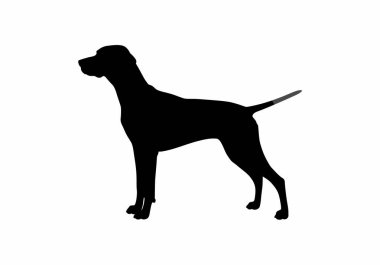 İngiliz işaretçi silueti. Bu görüntü, bir İngiliz Pointer köpeğinin siyah siluetini gösteriyor, aynı zamanda bir av köpeği ya da bir kuş köpeği olarak da bilinir. Clipart siyah illüstrasyon tasarımı.