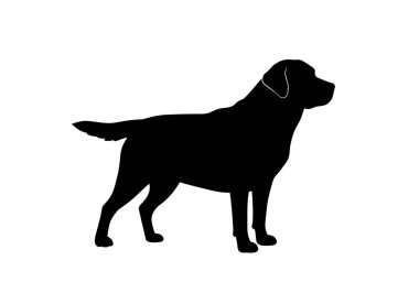 Labrador köpek silueti. Bu resim ayakta duran bir Labrador Retriever profilini gösteriyor, aynı zamanda dost bir arkadaş ya da sadık bir köpek olarak da bilinir. Clipart siyah illüstrasyon tasarımı.