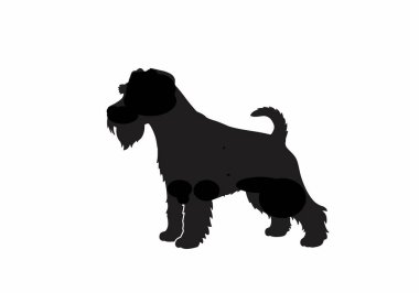 Minyatür schnauzer silueti. Bu resim minyatür bir schnauzer 'in siyah siluetini gösteriyor, ayrıca teriyer cins ya da sadık köpek olarak da bilinir. Clipart siyah illüstrasyon tasarımı.