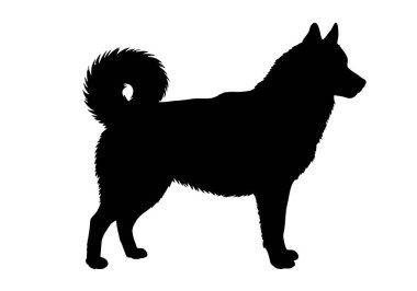 Sibirya Husky silueti. Bu resim, Sibiryalı bir kurt köpeğinin siyah siluetini gösteriyor, aynı zamanda bir kar köpeği ya da sadık arkadaş olarak da bilinir. Clipart siyah illüstrasyon tasarımı.
