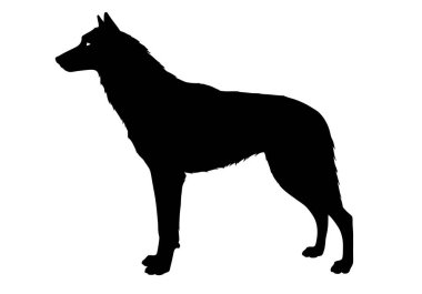 Wolfhound silueti. Bu resim, kurt köpeği ya da heybetli tazı olarak da bilinen bir kurt köpeğinin siyah siluetini gösteriyor. Clipart siyah illüstrasyon tasarımı.