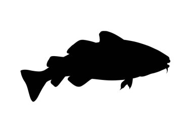 Morina silueti. Bu resim morina balığı ya da mezgit olarak da bilinen bir morina balığını gösteriyor, farklı yüzgeçleri ve aerodinamik gövdesiyle tasvir edilmiş. Clipart illüstrasyon tasarımı.