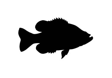 Bok çuvalı silueti. Bu resim, levrek, levrek, panbalık ya da güneş balığı olarak da bilinen, farklı yüzgeçleri ve vücut detaylarıyla boktan bir balığı gösteriyor. Clipart illüstrasyon tasarımı.