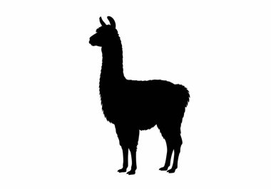 Lama silueti. Bu resim, alpaka olarak da bilinen siyah bir lama siluetini detaylı kürk ve vücut şekliyle profilde duruyor. Clipart illüstrasyon tasarımı.