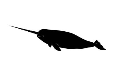 Deniz gergedanı silueti. Bu resim bir deniz gergedanının siyah siluetini gösteriyor. Uzun ve sarmal dişleriyle bilinen bir deniz memelisi. Okyanusta zarifçe yüzüyor. Clipart illüstrasyon tasarımı.