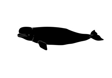 Beluga silueti. Bu resim beyaz balina olarak da bilinen beyaz balinanın siyah bir siluetini gösteriyor. Aerodinamik ve parlak bir şekilde. Clipart illüstrasyon tasarımı.