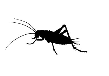Cırcır böceği silueti. Bu görüntü, uzun antenli ve güçlü arka bacaklı çekirgelere benzeyen bir çekirge böceğinin siyah beyaz tasarımını gösteriyor. Clipart illüstrasyon tasarımı.