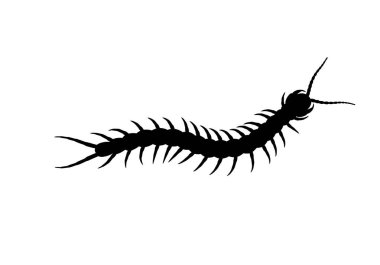 Kırkayak silueti. Bu görüntü bir kırkayağın siyah silueti, uzun ve segmentli gövdesiyle bilinen çok bacaklı eklembacaklı bir eklembacaklı. Clipart illüstrasyon tasarımı.