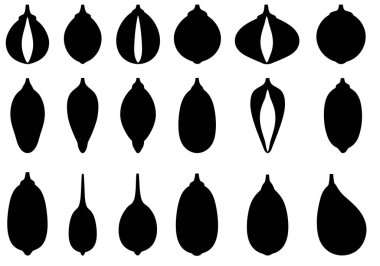 Tohum silueti. Bu resim çeşitli siyah tohum çizgilerini gösteriyor, bazıları yaprak şekillerini andırıyor. Clipart illüstrasyon tasarımı.