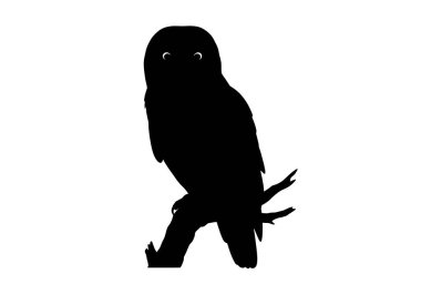 Dal siluetinde baykuş. Bu resim, bir ağaç dalına konmuş bir baykuşun siyah siluetini gösteriyor, belirgin şeklini ve gece varlığını vurguluyor. Clipart illüstrasyon tasarımı.