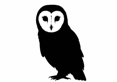Baykuş silueti. Bu resim, yüzü, gözleri, gagası ve pençeleri gibi detaylı özelliklere sahip bir baykuş, özellikle bir ahır baykuşunun siyah ve beyaz siluetini gösteriyor. Clipart illüstrasyon tasarımı.