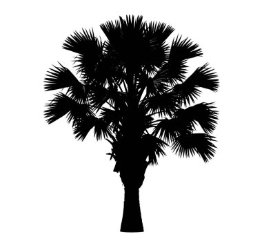 Lahana ağacı silueti. Bu resim, palmiye ağacı olarak da bilinen bir lahana ağacının siyah siluetini gösteriyor. Detaylı yaprakları ve sağlam bir gövdesi var. Clipart illüstrasyon tasarımı.
