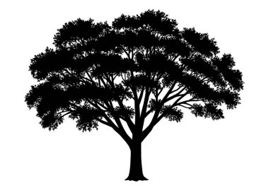 Pamuk ağacı silueti. Bu resim, kavak ağacı olarak da bilinen, detaylı dalları ve yaprakları olan bir pamuk ağacının siyah siluetini gösteriyor. Clipart illüstrasyon tasarımı.