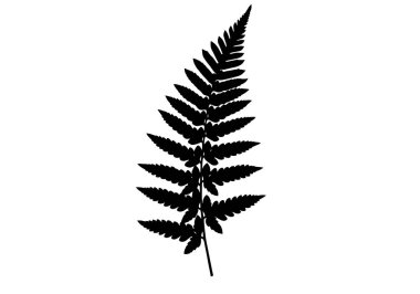 Eğreltiotu silueti. Bu resim, botanik zarafet ve doğal simetriyi temsil eden ayrıntılı yapraklı bir eğreltiotu yaprağının siyah siluetini gösteriyor. Clipart illüstrasyon tasarımı.
