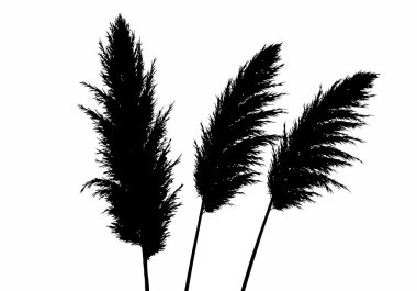 Pampas çim silueti. Bu resim, Cortaderia selloana olarak da bilinen pampas otlarının tüylü tüyleri ve saplarıyla siyah bir siluetini gösteriyor. Clipart illüstrasyon tasarımı.