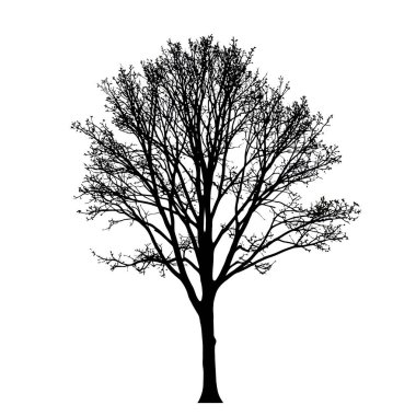 Sıska ağaç silueti. Bu resim, çıplak ağaç ya da en az ağaç çizgisi olarak da bilinen seyrek dalları olan uzun ve ince bir ağacın siyah siluetini gösteriyor. Clipart illüstrasyon tasarımı.