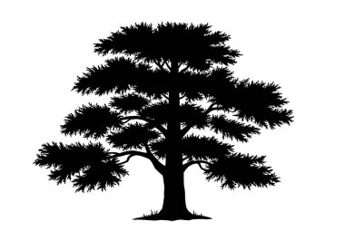 Porsuk ağacı silueti. Bu resim, ayrıntılı dalları ve yaprakları kozalaklı ve yemyeşil ağaçlara benzeyen porsuk ağacının siyah bir siluetini tasvir ediyor. Clipart illüstrasyon tasarımı.