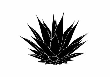 Agave bitki silueti. Bu görüntü bir Agave bitkisinin keskin ve dikenli yapraklı siyah beyaz bir tırmanışını gösteriyor. Clipart illüstrasyon tasarımı.