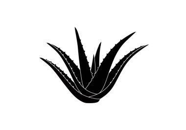 Aloe vera siluet. Bu resim bir aloe vera bitkisinin siyah ve beyaz ana hatlarını gösteriyor, aynı zamanda sulu ya da tıbbi bitki olarak da bilinir. Clipart illüstrasyon tasarımı.