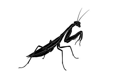 Peygamberdevesi silueti. Bu resim, bir peygamber devesinin belirgin ana hatlarını gösteriyor, yırtıcı duruşunu ve benzersiz anatomisini siyah kontrast olarak yakalıyor. Clipart illüstrasyon tasarımı.