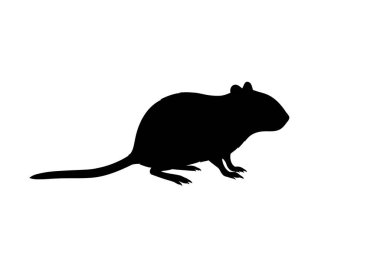 Gerbil silueti. Bu resim fareye ya da fareye benzeyen küçük bir kemirgen olan bir kemirgenin siyah siluetini gösteriyor. Clipart illüstrasyon tasarımı.