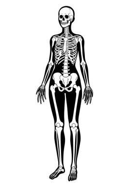 Kadın iskeleti silueti. Bu resim iskelet yapısını ve anatomisini vurgulayan bir insan iskeletini siluet şeklinde gösteriyor. Clipart illüstrasyon tasarımı.