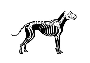 Köpek iskeleti silueti. Bu resim siyah bir siluette, kemikleri, kafatasını ve omurgasını detaylı olarak tasvir eden bir köpek iskelet yapısına sahiptir. Clipart illüstrasyon tasarımı.