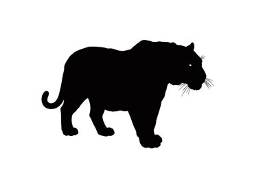 Bengal kaplanı silueti. Bu görüntü, keskin, sivri uçlu güneş ışınlarına benzeyen bir Bengal kaplanının siyah siluetini gösteriyor. Clipart illüstrasyon tasarımı.