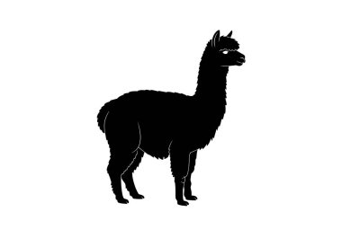 Alpaca silueti. Bu resim, tüylü yünü, ince bacakları ve bir lama 'yı andıran nazik doğasını vurgulayan bir alpakanın koyu ana hatlarını yansıtır. Clipart illüstrasyon tasarımı.