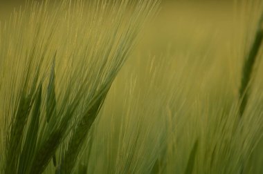 Bir ekin tarlasının yeşil parçası