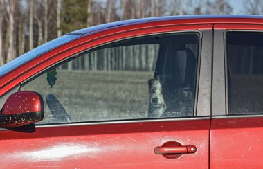 Köpek arabada.