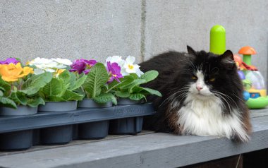 Kedi ve kedi saksıda