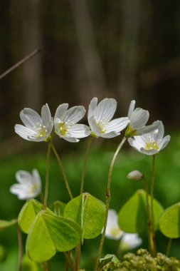 Ormanda beyaz çiçekler