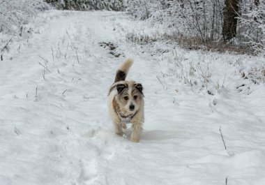 Karda yürüyen köpek