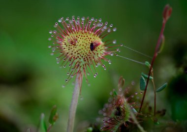 Güzel bir çiçeğe yaklaş