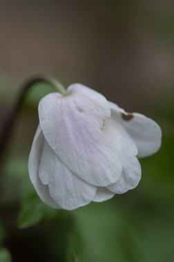 Beyaz çiçek yaklaş.