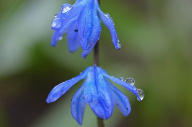 Yağmur damlalarının arka planında güzel çiçekler