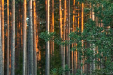 gün batımında çam ormanı