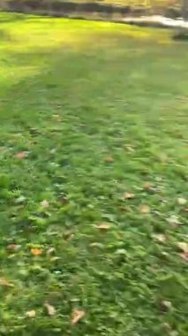 Otların arasında bir köpek