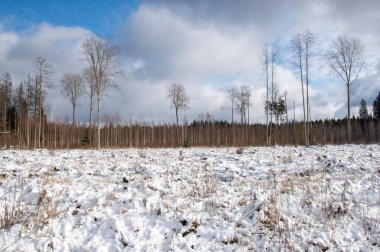 Ormanda karla kaplı ağaçlarla kaplı güzel bir manzara.