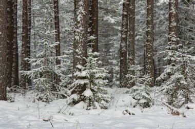 Kışın karla kaplı orman
