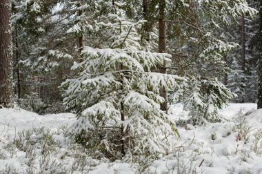 Karla kaplı ağaçlarla kaplı kış manzarası