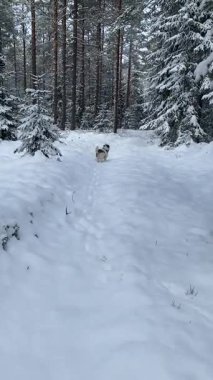 Köpek ormanda koşuyor.
