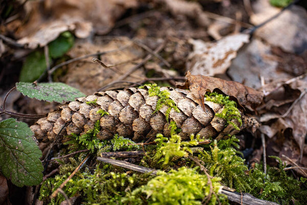 green moss on the ground in the forest