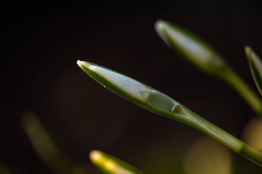 Bulanık ışıkları olan yeşil bir bitkinin yakın çekimi.