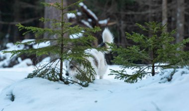 Köpek kışın ormanda kar yağar.